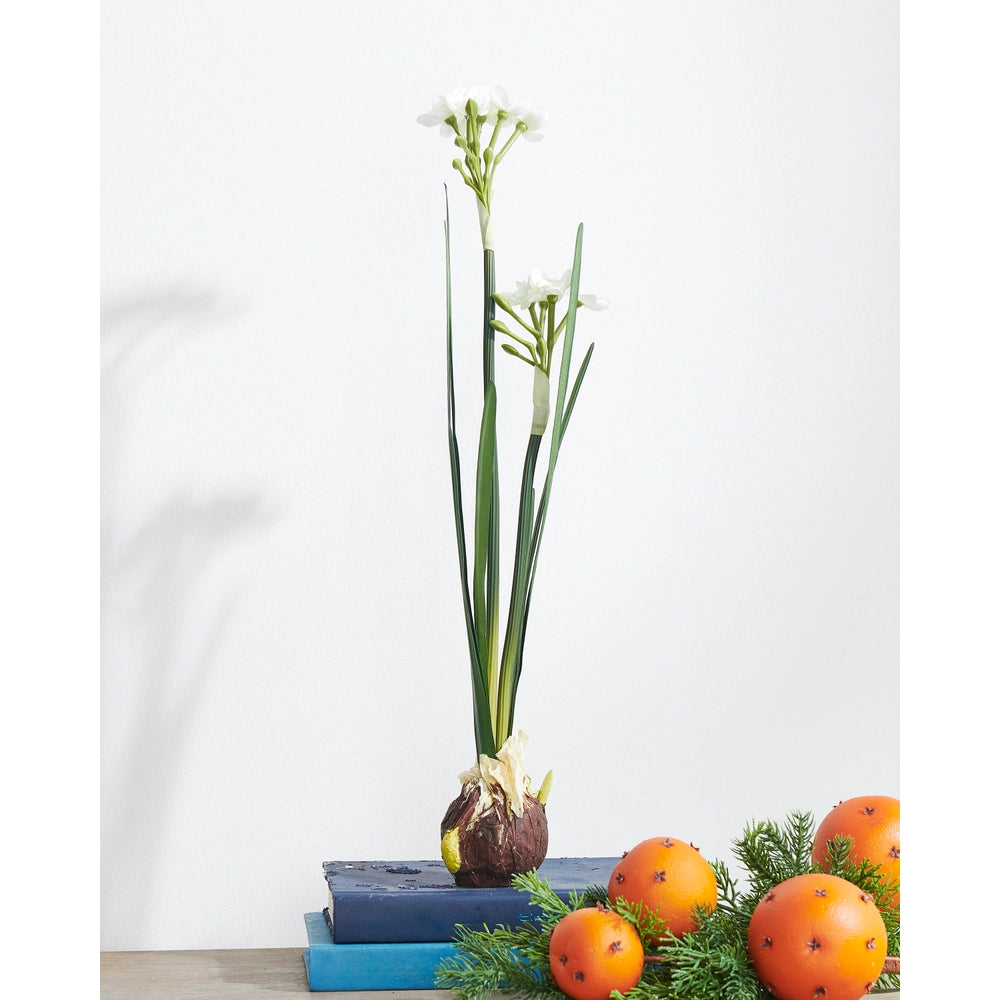 18" Paperwhite Bulb