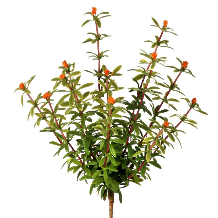 Orange Moss Ball Plant