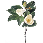 White Veranda Magnolia