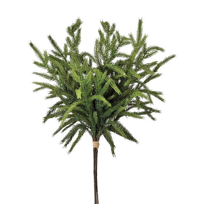 17" Norfolk Pine Bundle