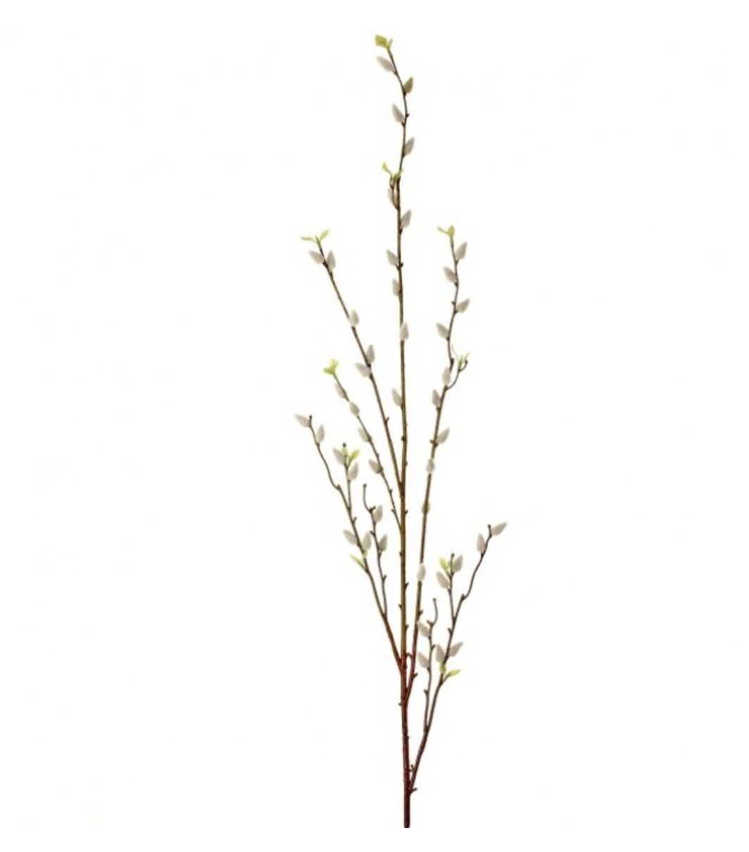Willow Branch