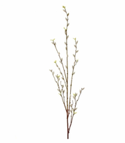 Willow Branch