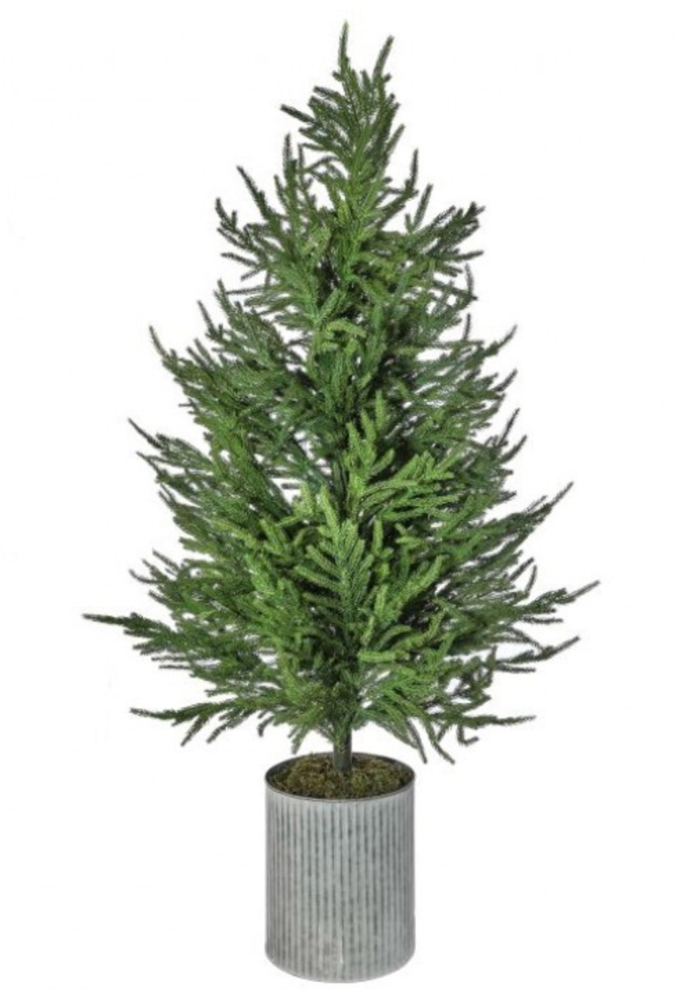 50" Norfolk Pine Tree