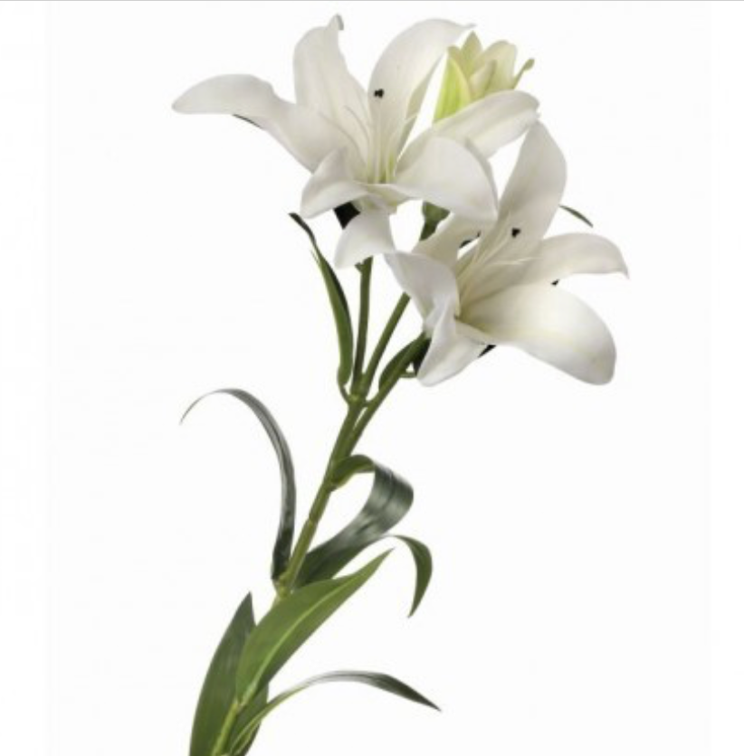 White Lily