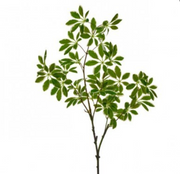 Euonymus Stem