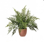 Potted Leather Fern