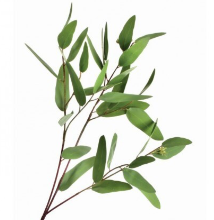 Seeded Long Eucalyptus Spray