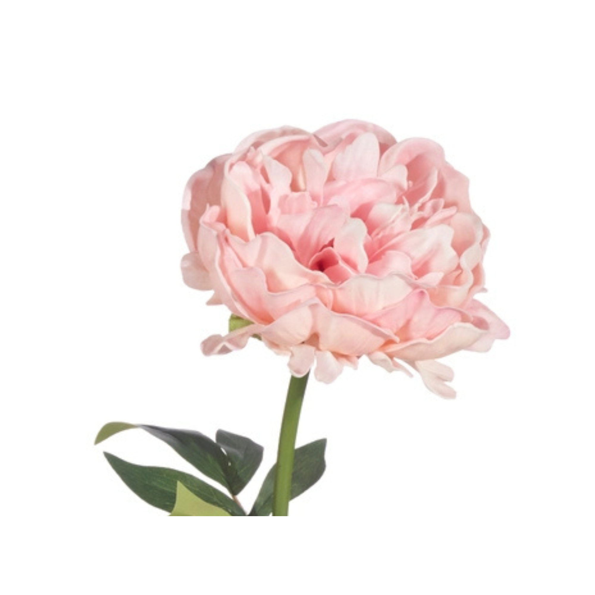 25" Real Touch Peony Stem